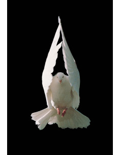 Recuerdo Confirmacion Mod...